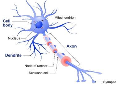 neuron 382x300 1