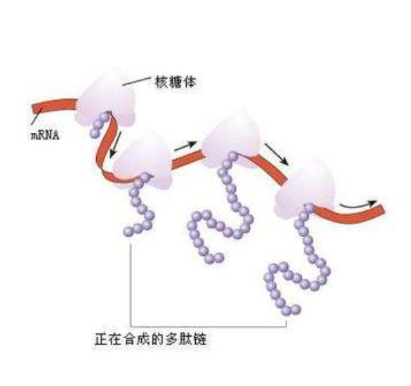 深度学习笔记（30）：RNN循环神经网络模型总结